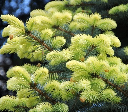 Ель колючая (Picea pungens Fruhling Gold), р9