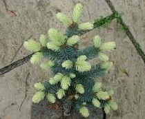 Ель колючая (Picea pungens Fruhling Gold), р9