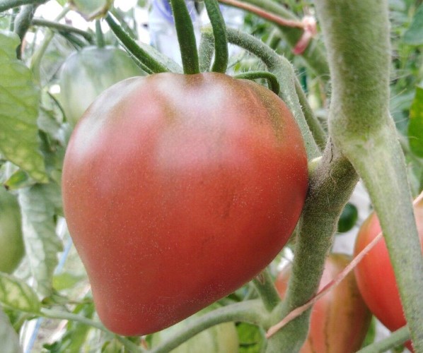 Гном Крейзи Каллиопа