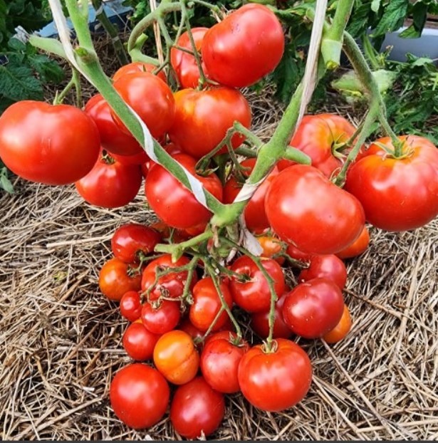 Орегонская весна (Oregon Spring)