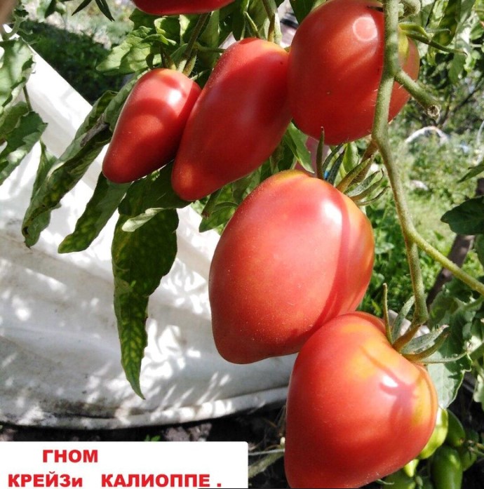 Гном Крейзи Каллиопа