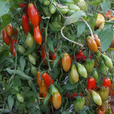 Дахтила Миноа НОВИНКА