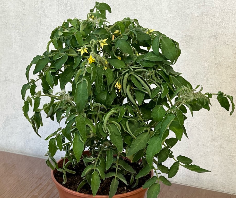 Микро-Гном Миниатюрный Хардина НОВИНКА