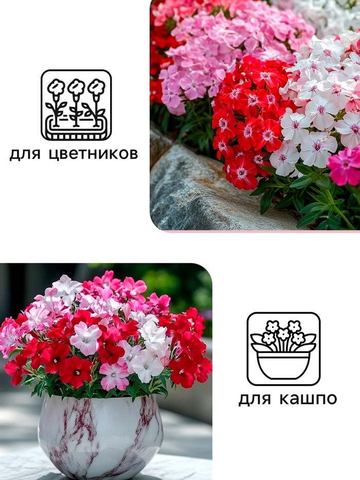 Семена цветов Флокс