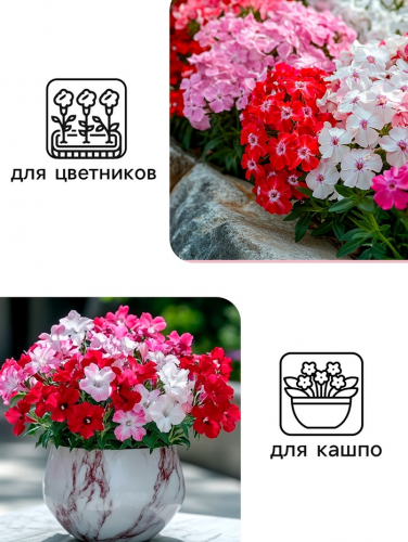 Семена цветов Флокс 
