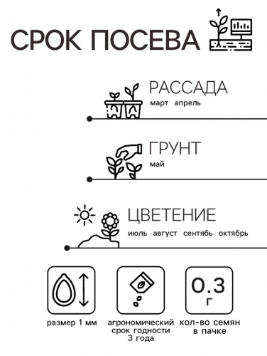 Семена  цветов Гелихризум 