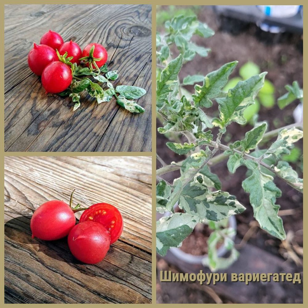 Шимафури НОВИНКА