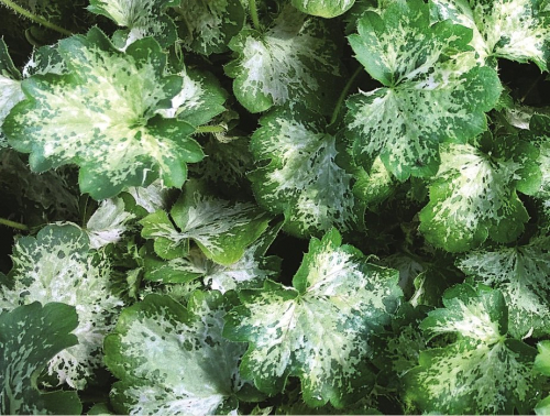 Гейхера Дью Дропс (Dew Drops)