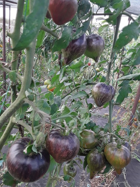 Салют Виктории