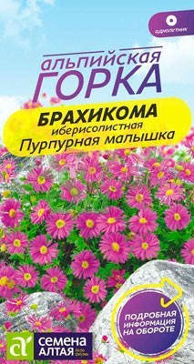 Цветы Брахикома Пурпурная малышка (0,5 г) Семена Алтая