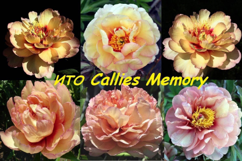 Callies Memory