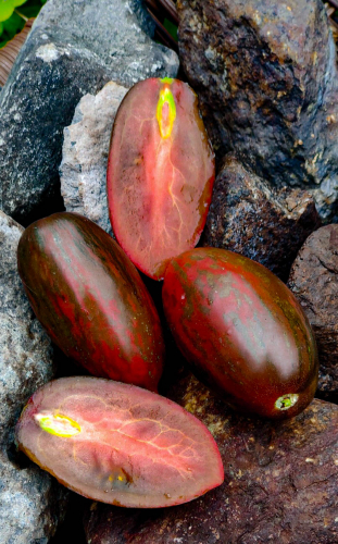 Коготь кабана (Boar’s Tooth)