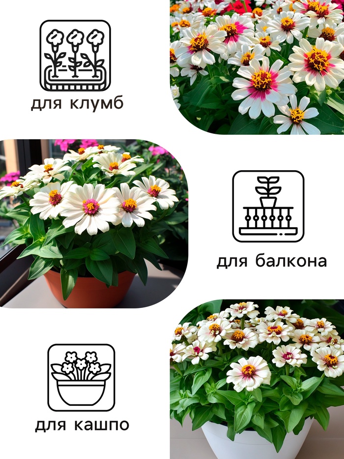 Семена цветов Цинния Захара