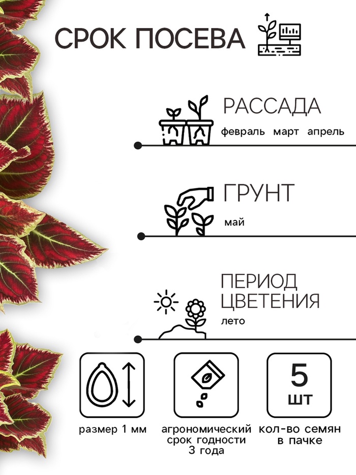 Семена цветов Колеус балконный