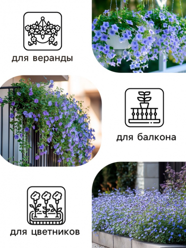 Семена  цветов Лобелия 