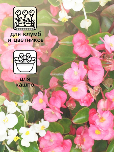 Семена  цветов Бегония вечноцветущая 