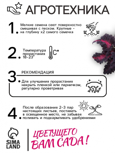 Семена цветов Колеус 