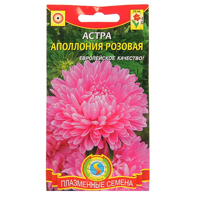 Семена Астра