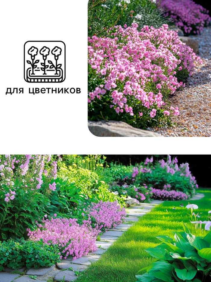 Семена цветов Маттиола двурогая «Вечерний аромат», смесь, 0.3 г, «Рецепты дедушки Никиты»