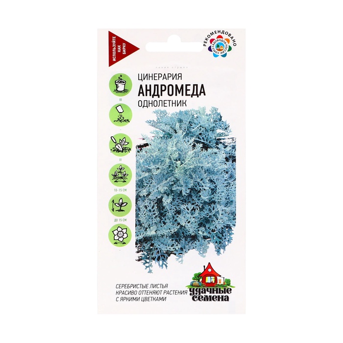 Семена Цинерария приморская