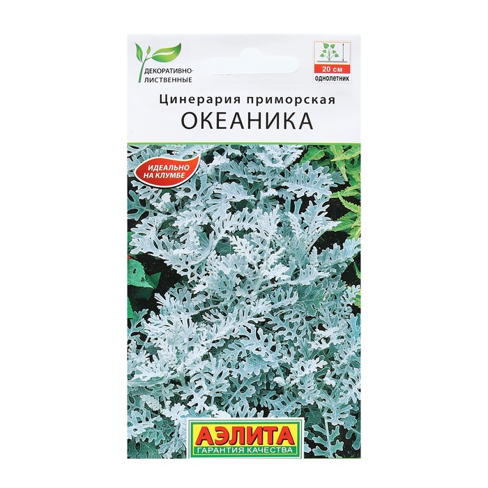 Семена Цветов Цинерария