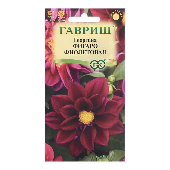 Семена Георгина