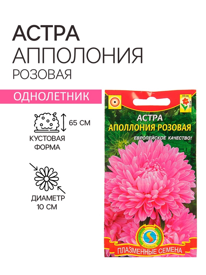 Семена Астра