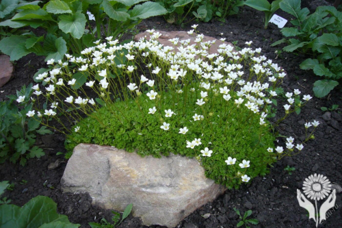 Камнеломка Арендса Сноу Карпет (Schneeteppich)