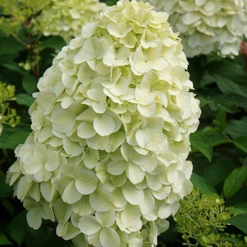 Гортензия метельчатая Hydrangea pan. Hercules (тип горшка c3)