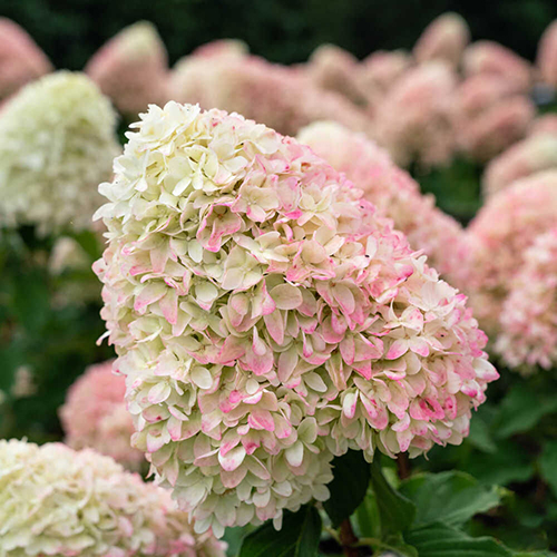 Гортензия метельчатая Hydrangea pan. Summer Love (тип горшка c3)
