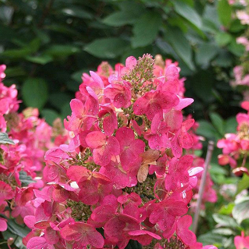 Гортензия метельчатая Hydrangea pan. Mojito (тип горшка c3)