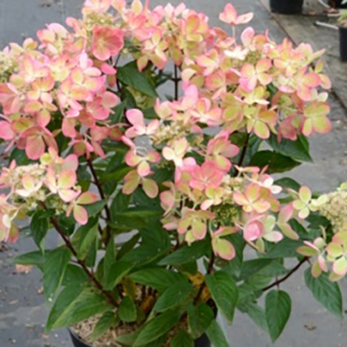 Гортензия метельчатая Hydrangea pan. Pastel green (тип горшка c3)