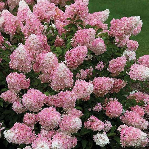 Гортензия метельчатая Hydrangea pan. Touch of Pink (тип горшка c3)