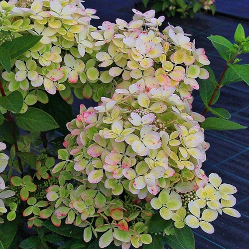 Гортензия метельчатая Hydrangea pan. Pastel green (тип горшка c3)