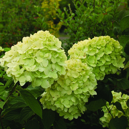 Гортензия метельчатая Hydrangea pan. Mojito (тип горшка c3)