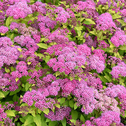 Спирея Spiraea bumalda (тип горшка с2)
