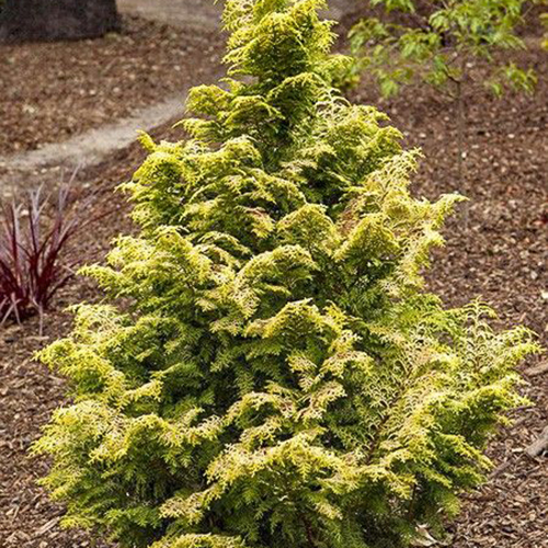 Кипарисовик тупой Chamaecyparis l. Melody (тип горшка c3)