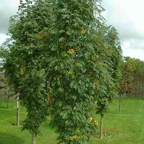 Рябина Sorbus aucuparia Desertnaya Michurina (тип горшка с5)