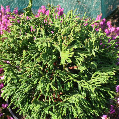 Кипарисовик тупой Chamaecyparis l. Brigitte (тип горшка c3)