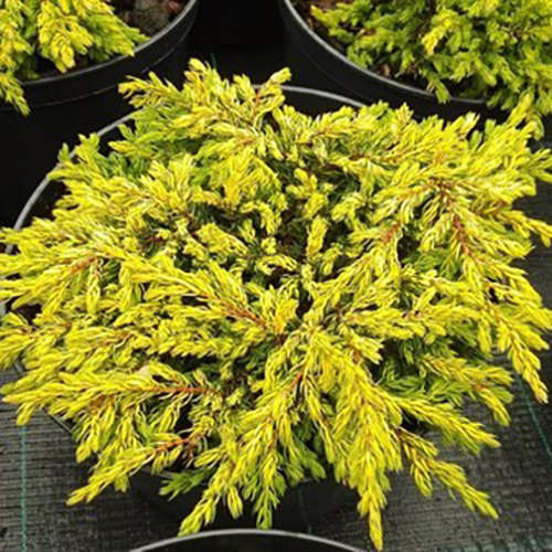 Можжевельник обыкновенный Juniperus comm. Goldschatz (тип горшка c2)