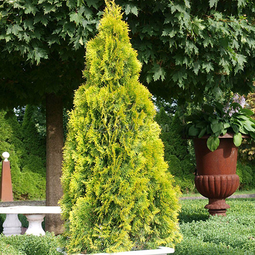 Туя западная  Thuja occ. Golden Brabant (тип горшка  Р9)