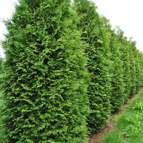 Туя западная  Thuja occ. Brabant (тип горшка  Р9)