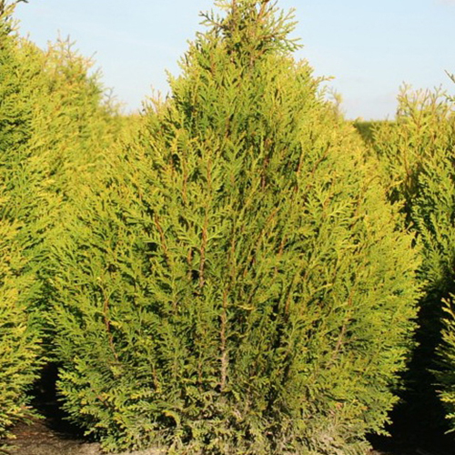 Туя складчатая Thuja plicata Little Boy (тип горшка  с3)