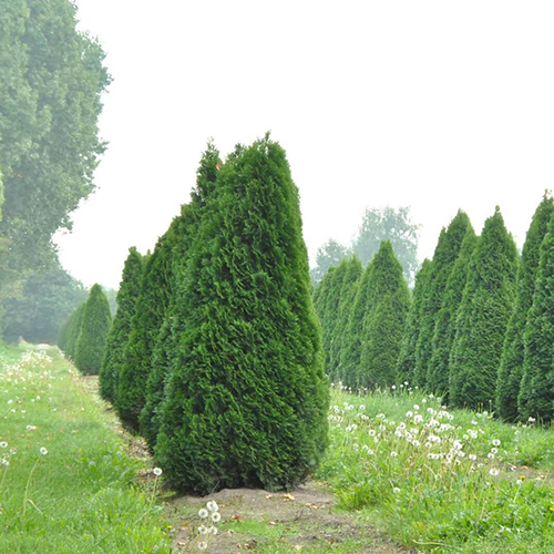 Туя западная  Thuja occ. Smaragd (тип горшка  Р9)