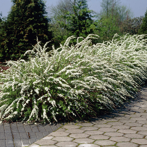 Спирея Spiraea cinerea Grefsheim (тип горшка Р9)