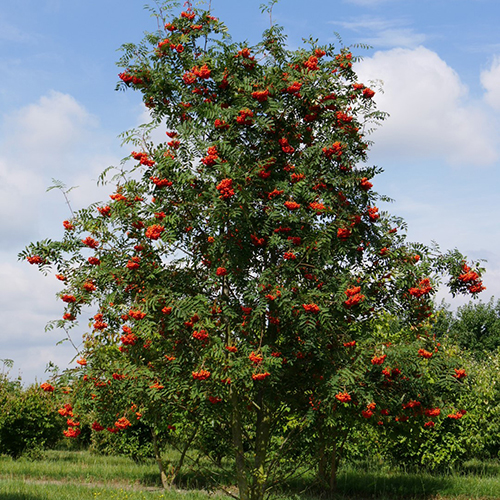 Рябина Sorbus aucuparia Wilfordii (тип горшка с5)