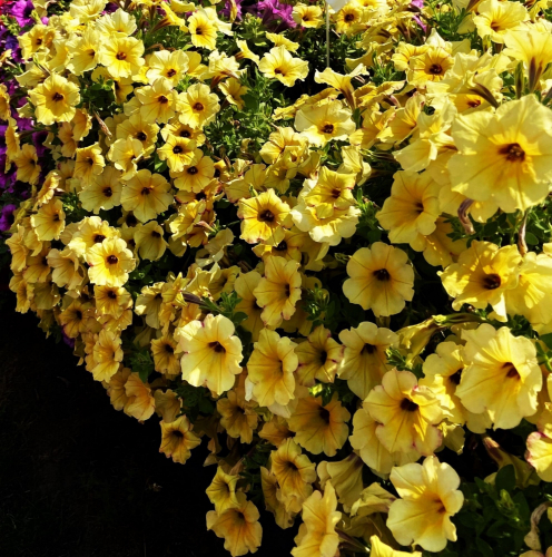 Петуния AlpeTunia Yellow Dark Center. НОВИНКА!!!