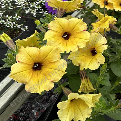 Петуния AlpeTunia Yellow Dark Center. НОВИНКА!!!