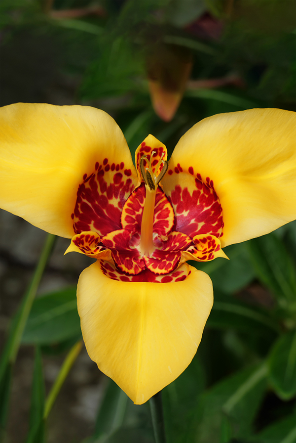 Тигридия Ауреа (В упаковке 10 шт.)