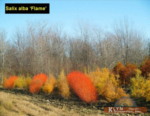 Ива Salix Flame C5 (120 - 140)